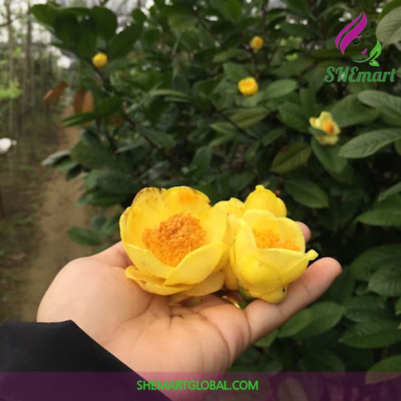 Golden flower Tea Dai Gia 30g [20 sachets x 1.5g]