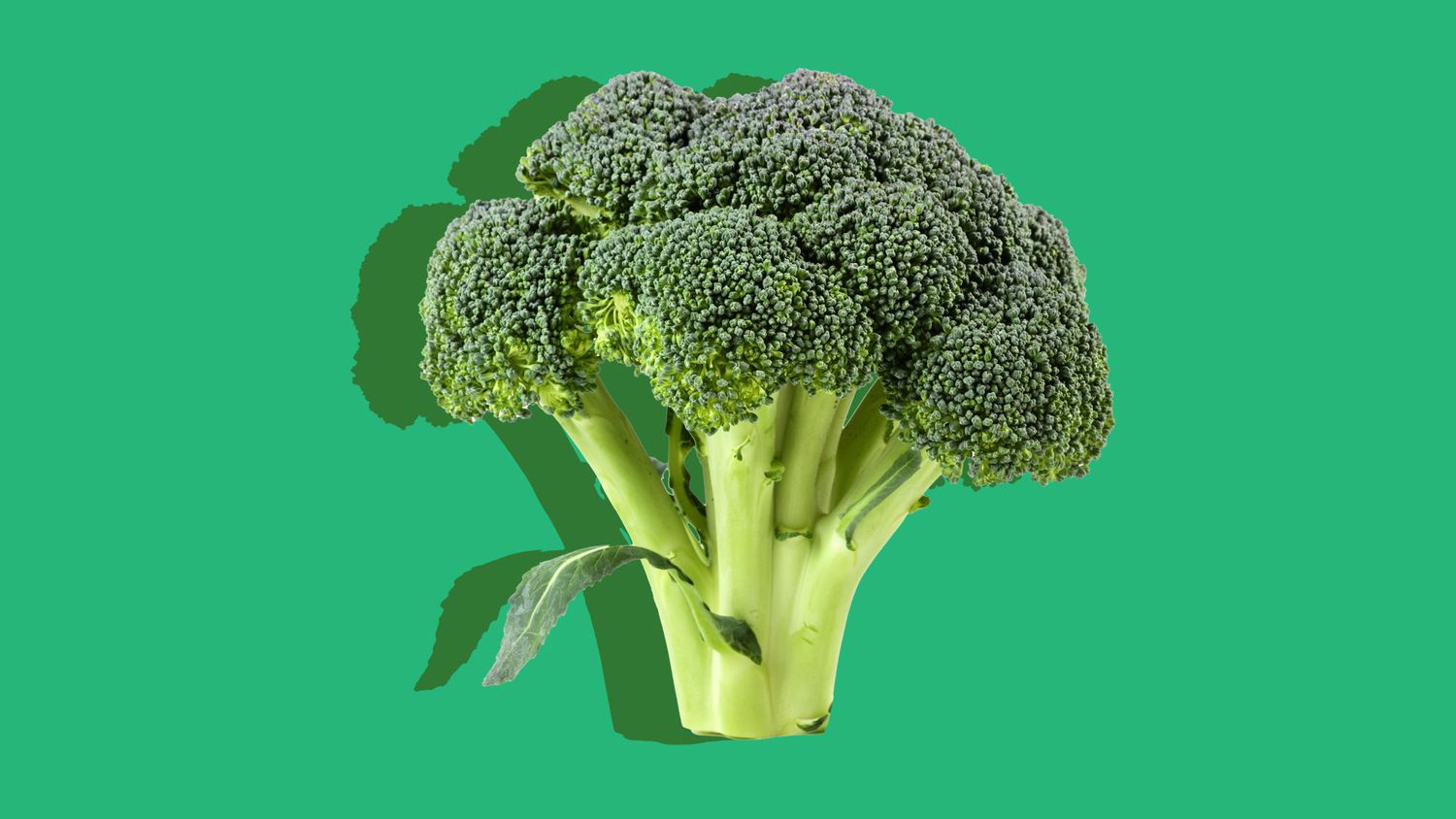 Broccoli