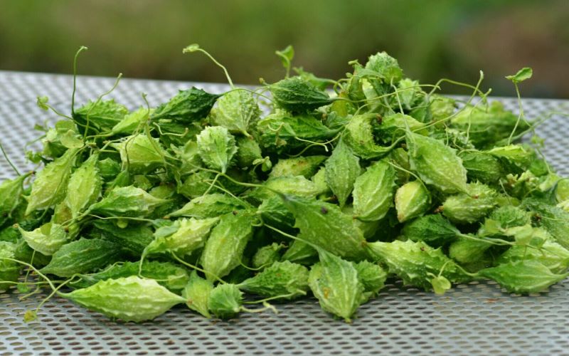 Forest Bitter Melon Tea – Tea Supports Diabetes