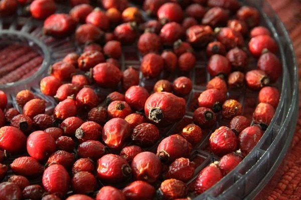 Rosehip Tea - The Herbal Green Tea Blends