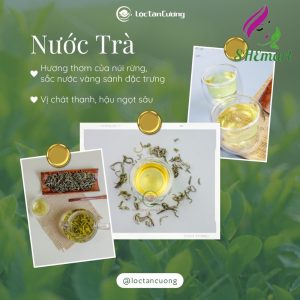 Tà Xùa Shan Tuyết Tea 100gr – A Masterpiece of Nature