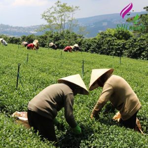 Cau Dat Jasmine Tea – DalatFarm 150g helps cool the body