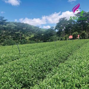 DalatFarm Lotus Tea (Special Edition) – 110 g Box